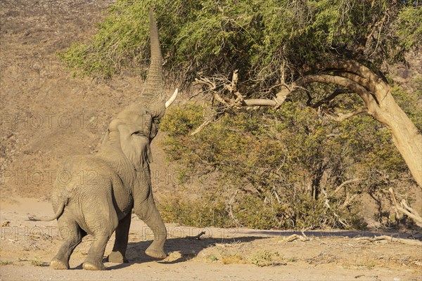 African Elephant