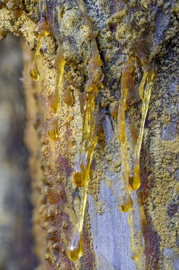 Tree resin of a european black pine