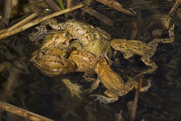 Common toad