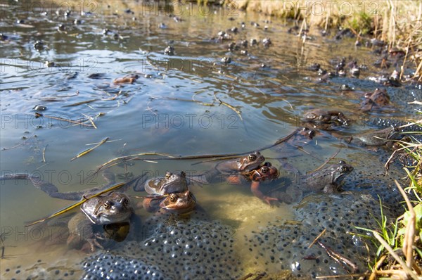 Common frog