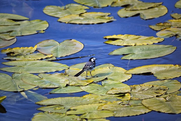 White wagtail