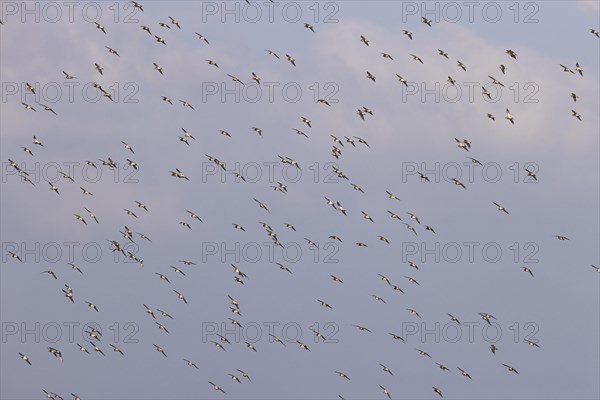 European golden plover