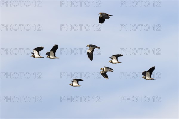 Northern lapwing