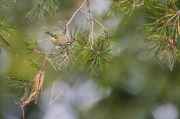 Goldcrest