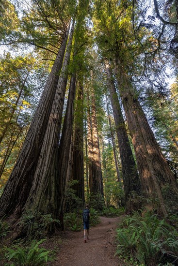 Hiker on trail through forest with coast redwoods