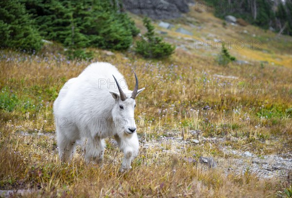 Mountain goat