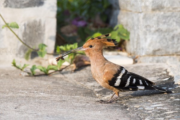 Hoopoe