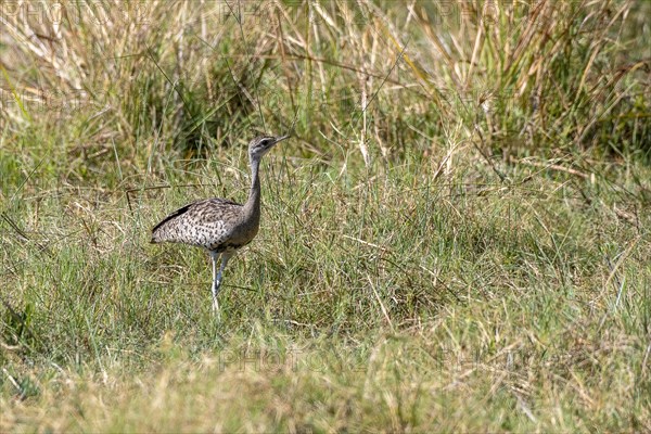 Red-crested korhaan