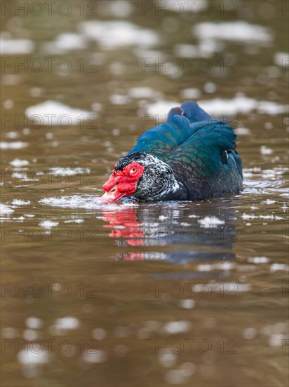 Muscovy Duck