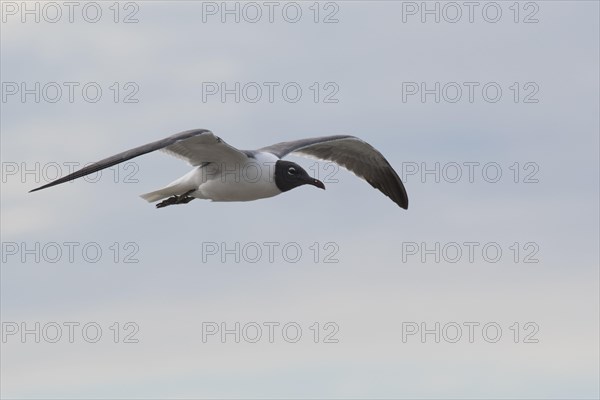 Laughing gull