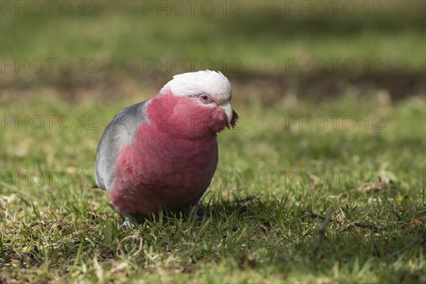 Galah