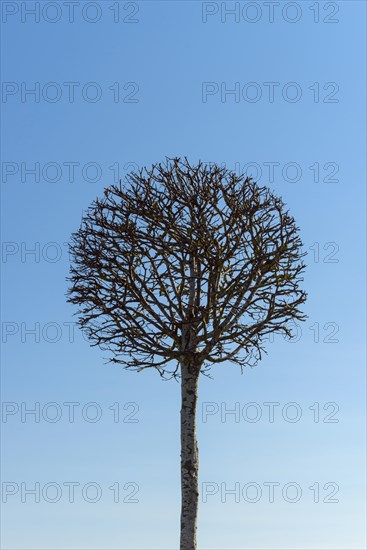 Tree cut as globe in shape