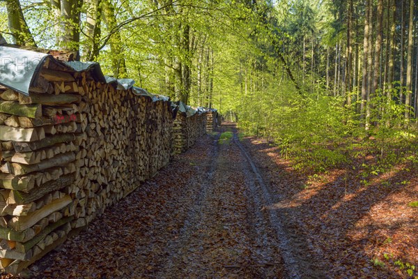 Firewood stacks on forest path