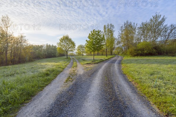 Forked dirt road in the morning at spring