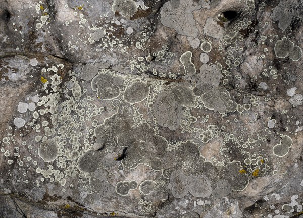 Lichens