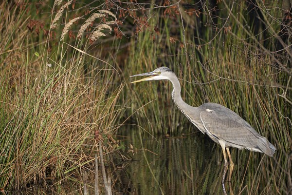 Grey heron