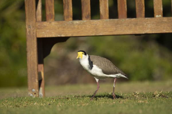 Masked lapwing