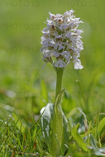 Spotted milky orchid