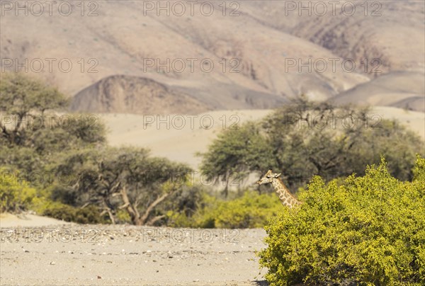 Angolan Giraffe