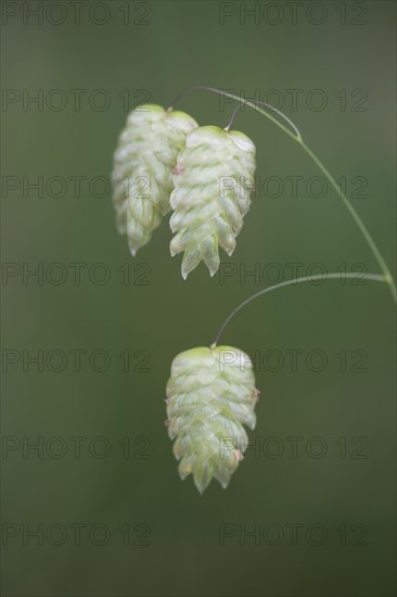 Big quaking grass