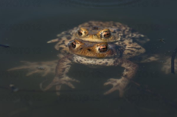 Common toad