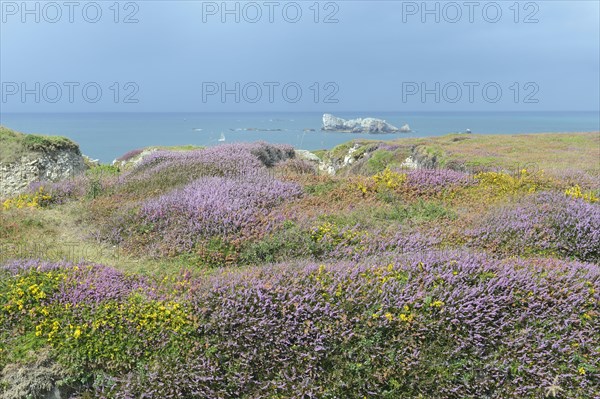 Bell heather