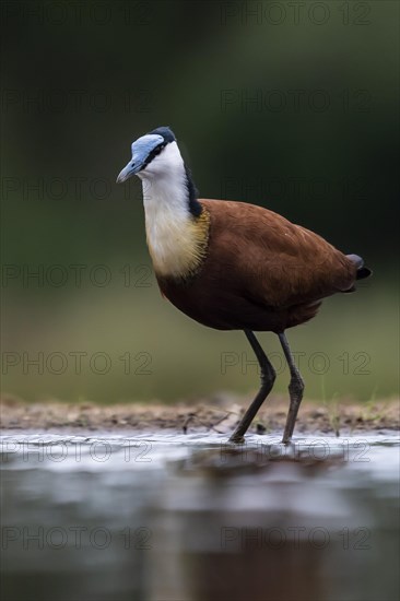 African jacana