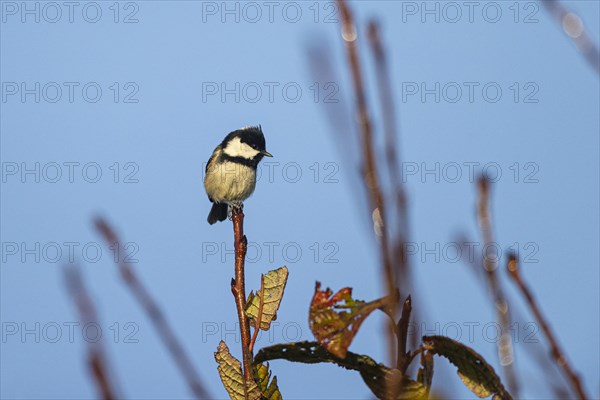 Coal tit