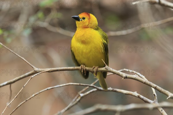 Taveta weaver