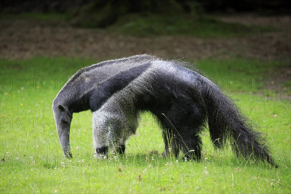 Giant anteater