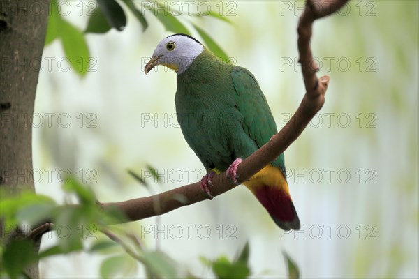 Black-naped fruit dove