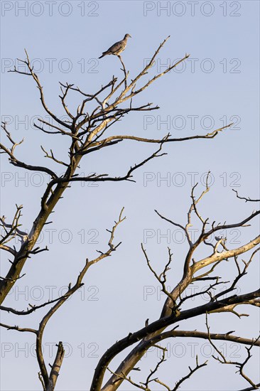 Common wood pigeon