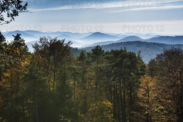 Autumnally coloured forest and mountains