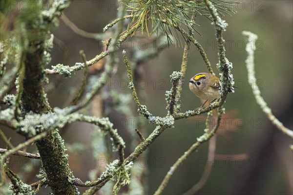 Goldcrest