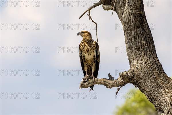 African fish eagle