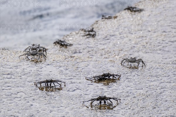 Red rock crab