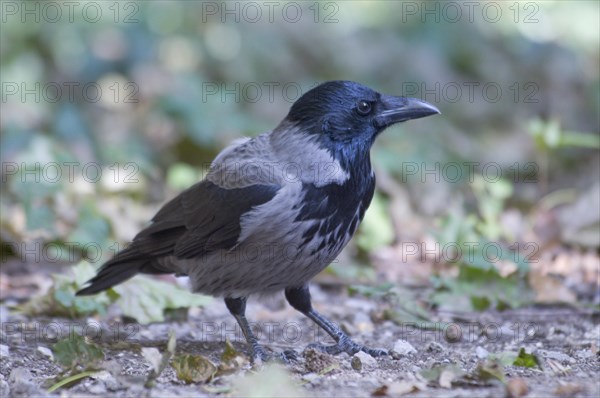 Carrion crow