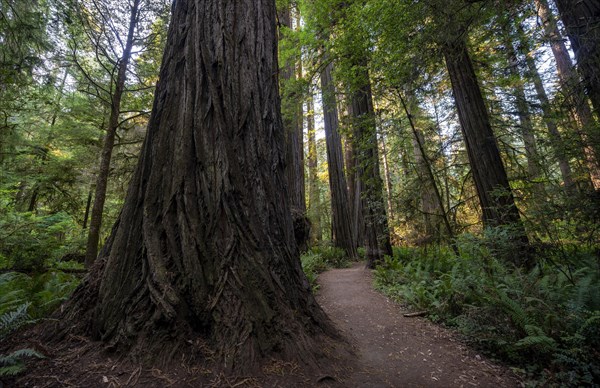 Hiking trail through forest with coastal sequoia trees