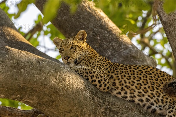 African leopard