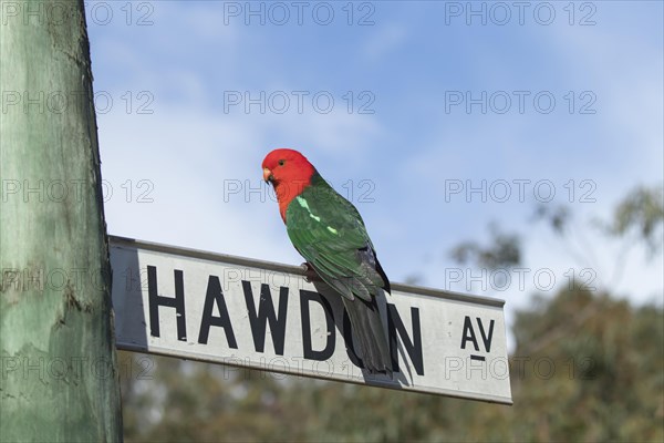 Australian king parrot