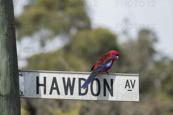 Blue-cheeked rosella