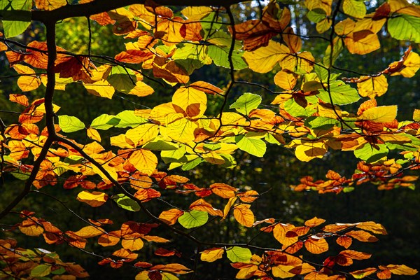 Autumnally discoloured leaves of a European hornbeam