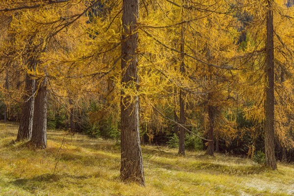 Beautifully colored larches near Cortina d'Ampezzo