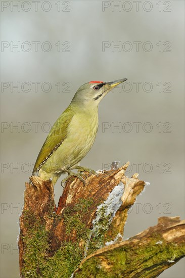 Grey-headed woodpecker