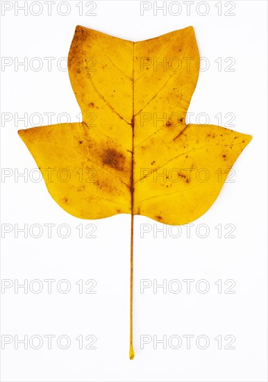 Autumn coloured tulip tree