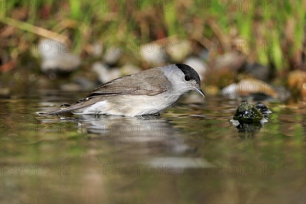 Blackcap