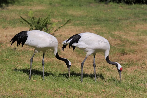 Red-crowned crane