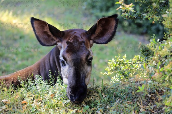 Okapi