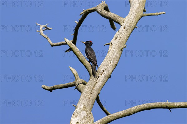 Black woodpecker