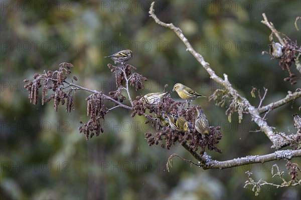 Eurasian siskin